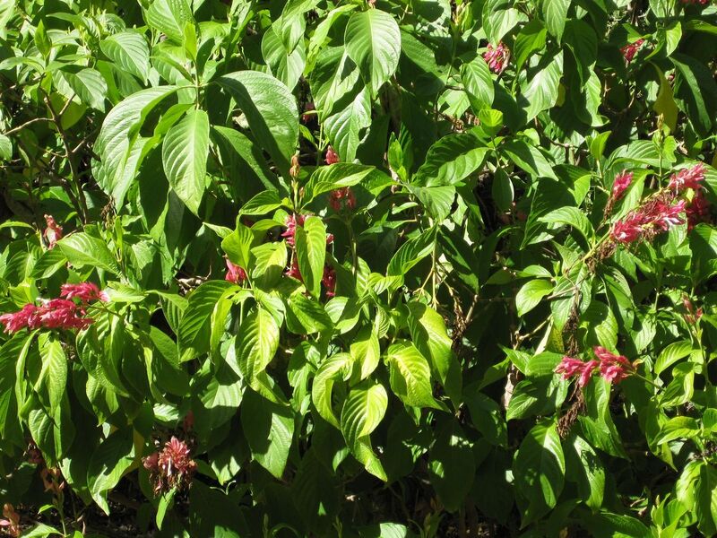 File:1280px-IMG 2005 hunt09oct.jpg