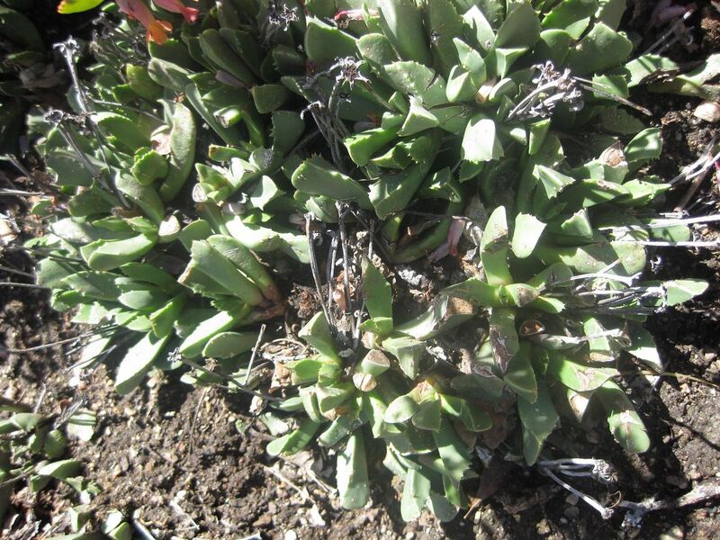 File:1280px-IMG 2141 hunt0903.jpg