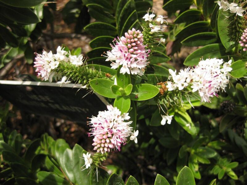 File:1280px-IMG 7362 hunt09jun.jpg