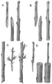 Thumbnail for version as of 10:13, 29 April 2025