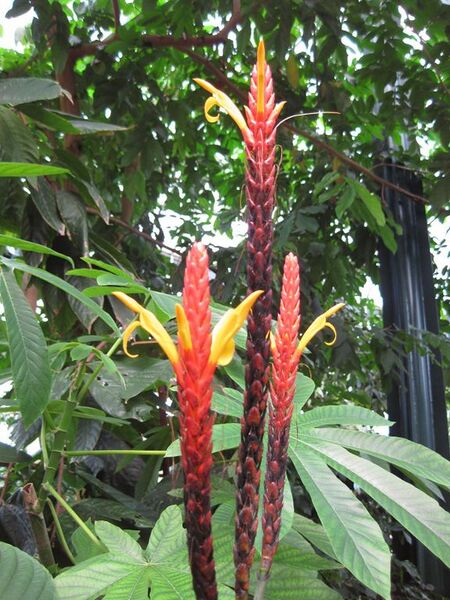 File:576px-IMG 1702 hunt09oct.jpg