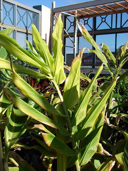 File:576px-Starr 080103-1223 Zingiber spectabile.jpg