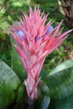 Aechmea fasciata inflorescence