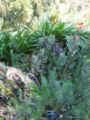 Aloe swynnertonii