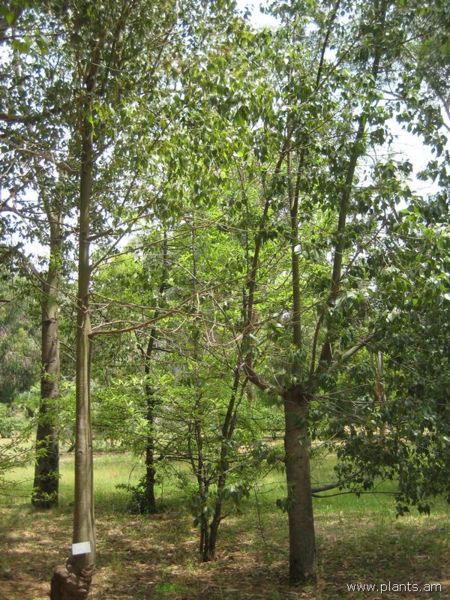File:Brachichiton acerifolium-IMG 3148 lokrun.jpg