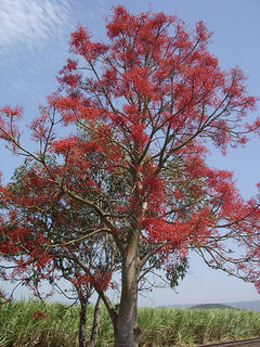 B. acerifolius