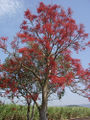 Thumbnail for version as of 06:02, 25 October 2007