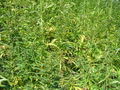 Thumbnail for version as of 06:41, 16 October 2007