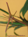 Thumbnail for version as of 09:32, 4 July 2007