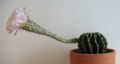 Blooming Echinopsis. The sweet-smelling flower opens towards evening and dies the following morning.
