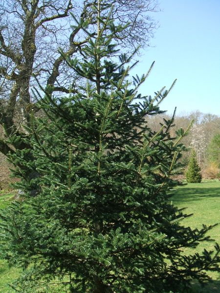 File:Fir (Abies forrestii) 1.JPG