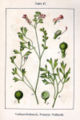 F. vaillantii