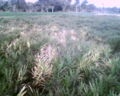 Ginger field
