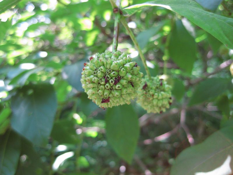 File:IMG 0348 nybg09.jpg