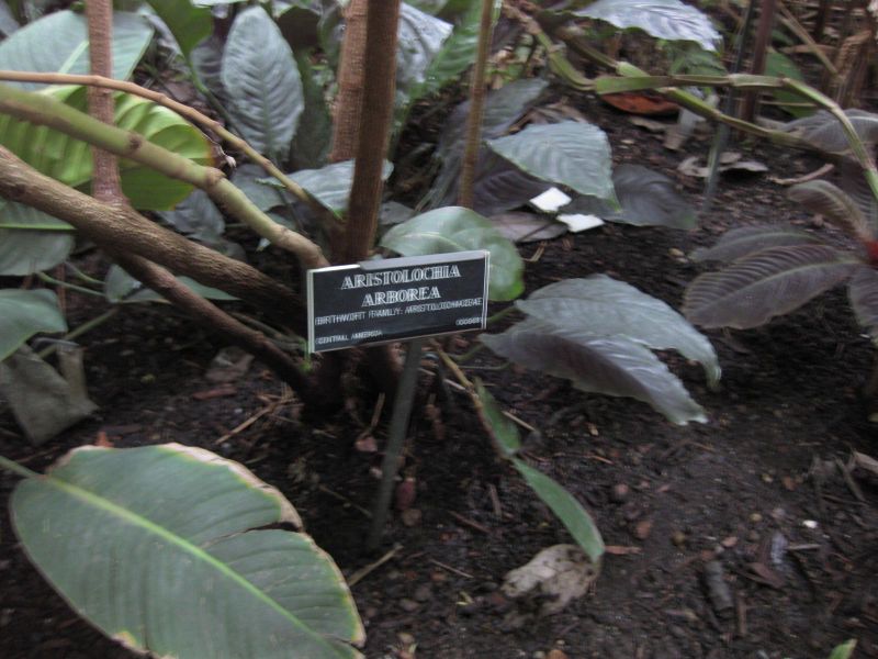 File:IMG 1117 bbg09.jpg