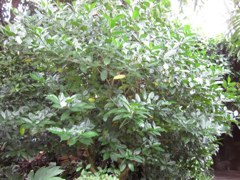 File:IMG 1204 bbg09.jpg