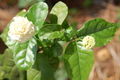 Thumbnail for version as of 21:18, 9 November 2007