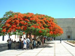 Royal Poinciana, Delonix regia