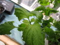Shiso plant with forming leaves, stem and leaf detail