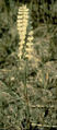 Late-flowering Ladies'-tresses (Spiranthes magnicamporum)