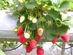 A strawberry plant, the fruit in various stages of ripening.