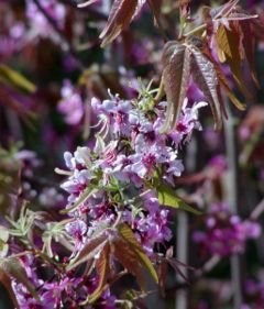 Mexican Buckeye flowers