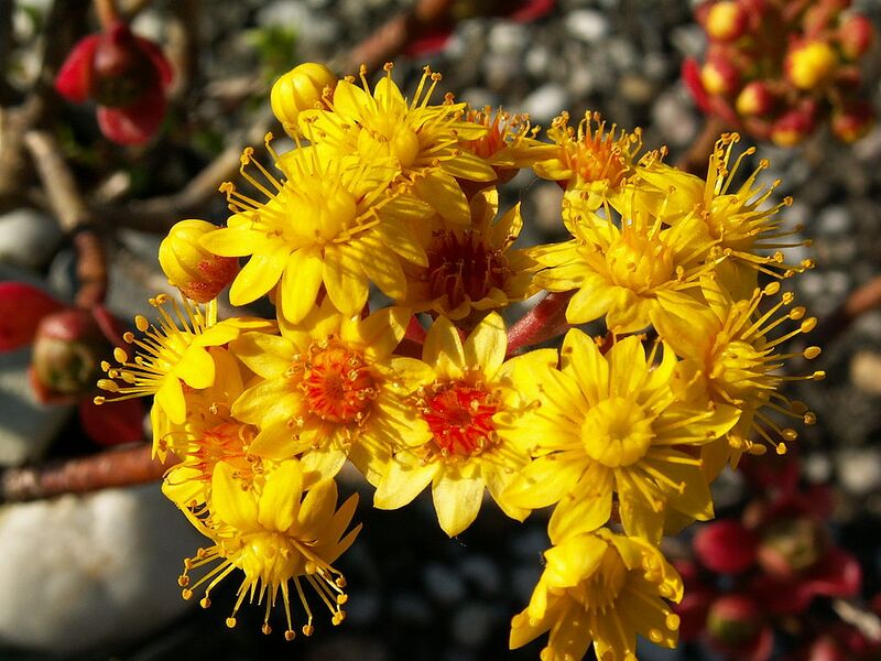 File:1024px-Aeonium spathulatum PICT0528.jpg