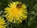 Thumbnail for version as of 09:27, 29 April 2025