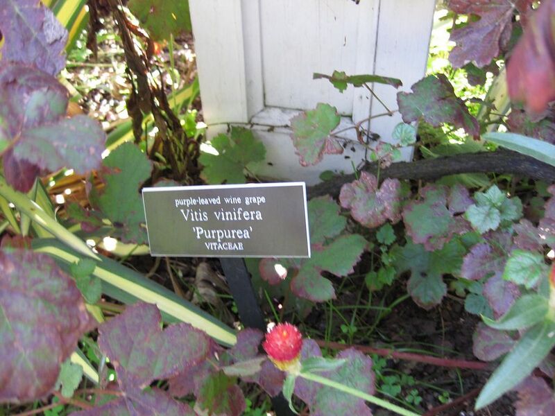 File:1024px-IMG 0123 nybg09.jpg