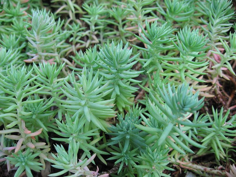 File:1024px-Sedum reflexum 1 by Line1.jpg