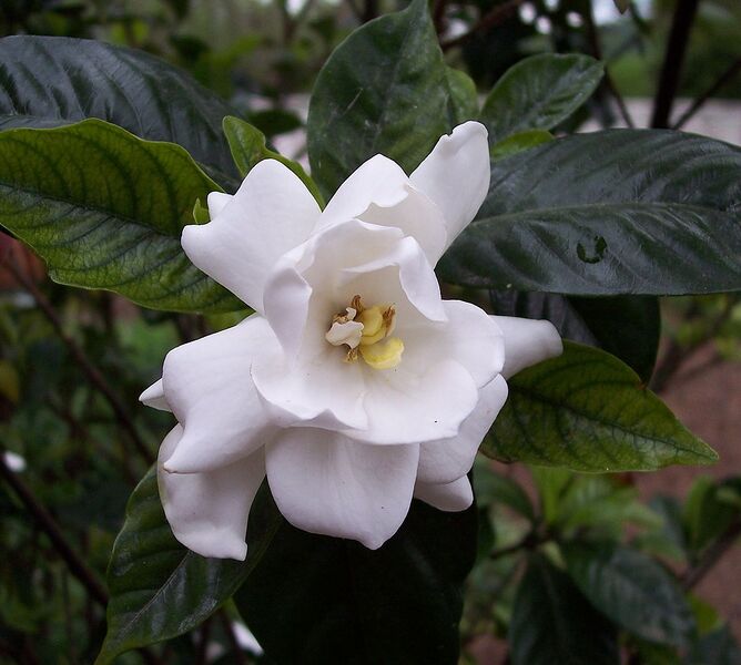 File:1141px-Gardeniaflower.jpg
