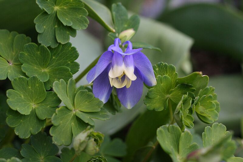 File:1280px-Aquilegia flabellata1.jpg