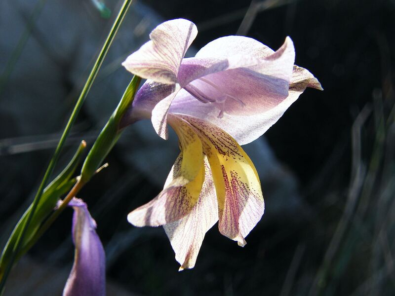 File:1280px-Gladiolus gracilis (1).JPG