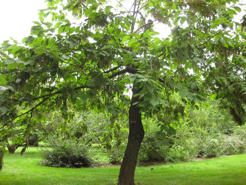 File:1280px-IMG 1362 bbg09.jpg