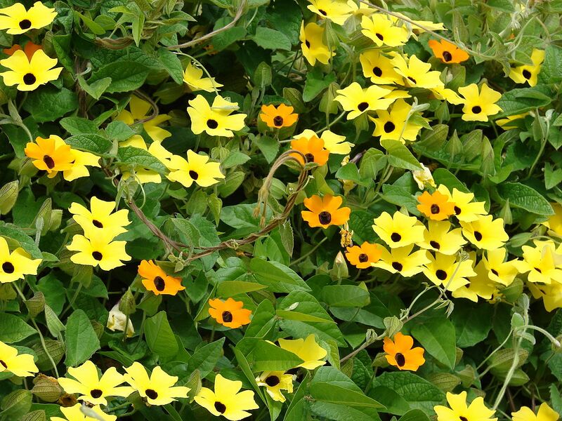 File:1280px-Starr 080716-9357 Thunbergia alata.jpg