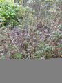 Thumbnail for version as of 10:34, 29 April 2025