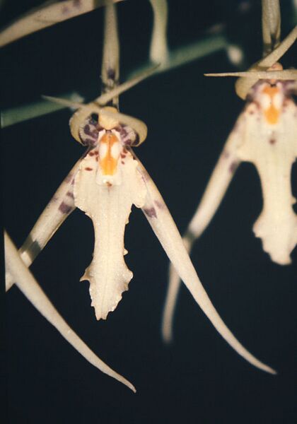 File:538px-Brassia lanceana Lindley-02.jpg