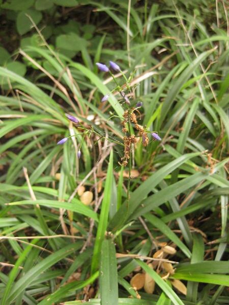 File:576px-IMG 7008 hunt09jun.jpg