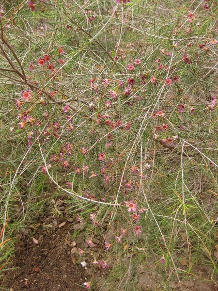 File:576px-IMG 7137 hunt09jun.jpg