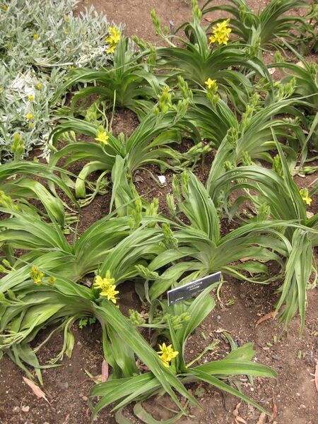 File:576px-IMG 7162 hunt09jun.jpg