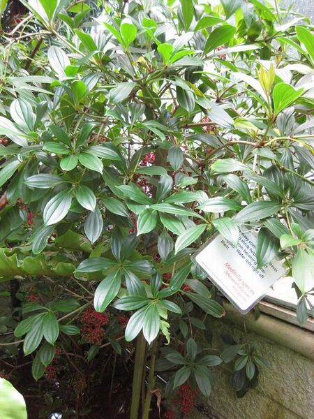 File:576px-IMG 7619 hunt09jun.jpg