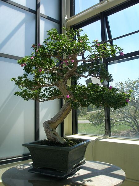 File:768px-Bougainvillea Bonsai.jpg