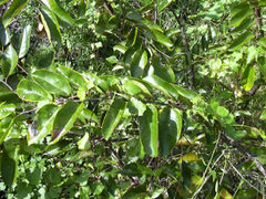 Pond-apple foliage