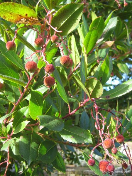 File:Arbutus unedo-strawberry tree-IMG 7313 sfbg0308.jpg