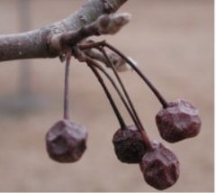 Callery Pear fruit in winter