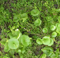 Cauline leaves are perfoliate.