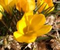 Crocus 'E.A. Bowles', a Chrysanthus hybrid