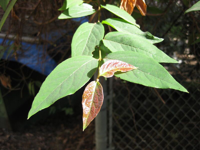 File:E8yzrfvndwrvymqdbnbs3e6q01rpbyg.jpg
