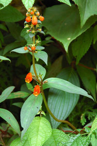 Gloxinia species, southern Peru