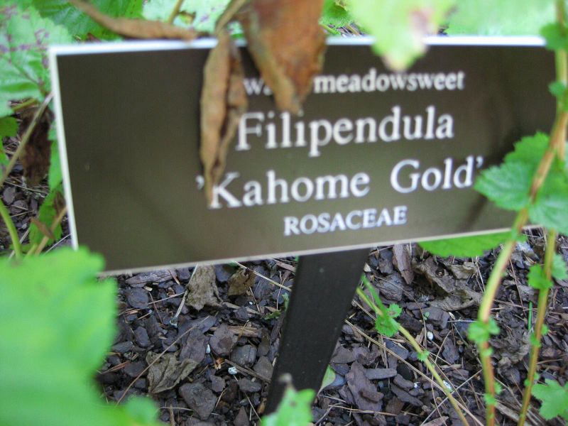 File:IMG 0089 nybg09.jpg